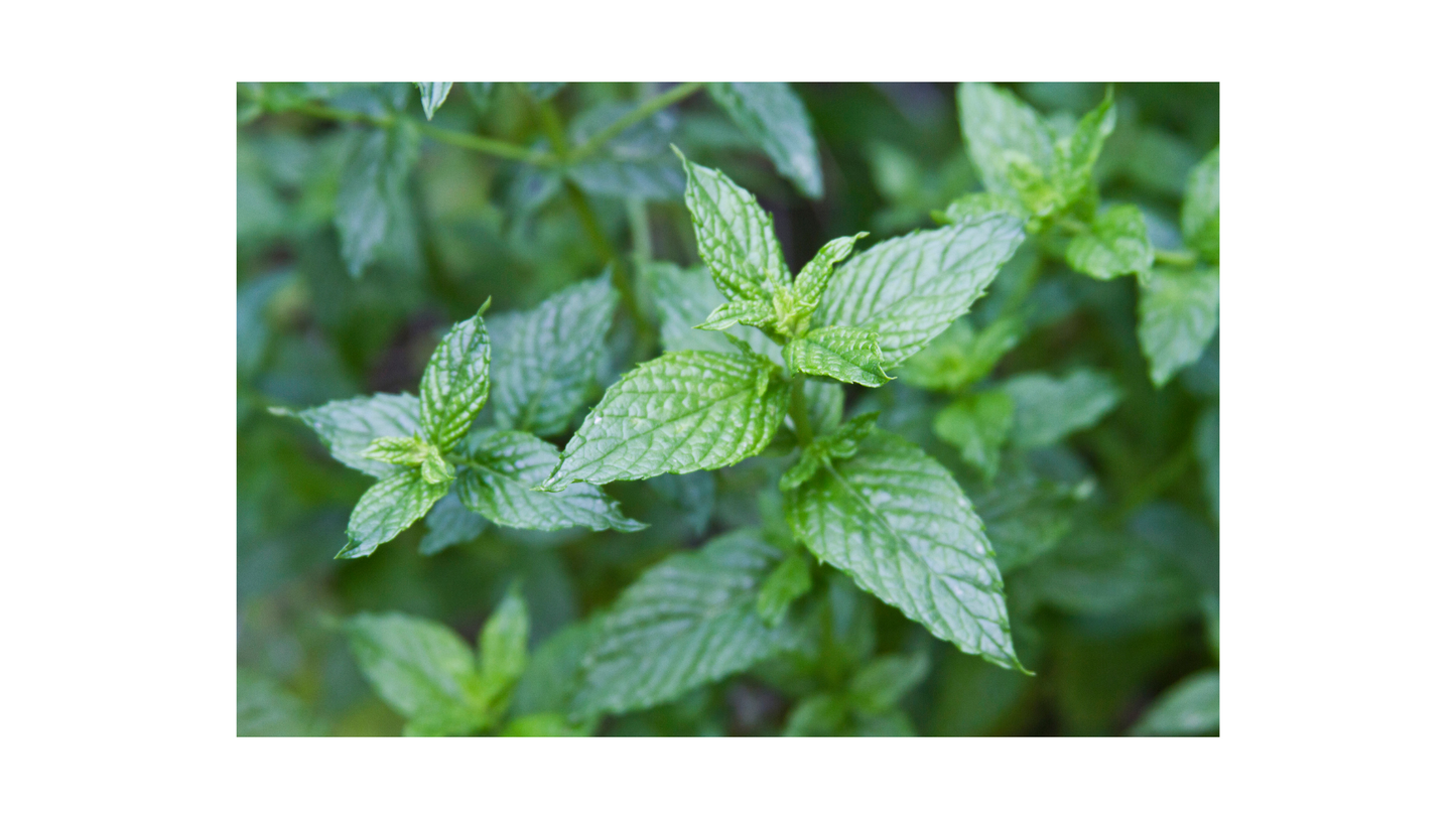 Hierba Buena - Spearmint