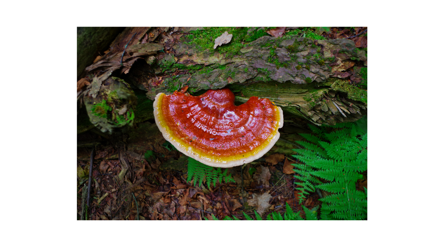Reishi (hongo- mushroom)