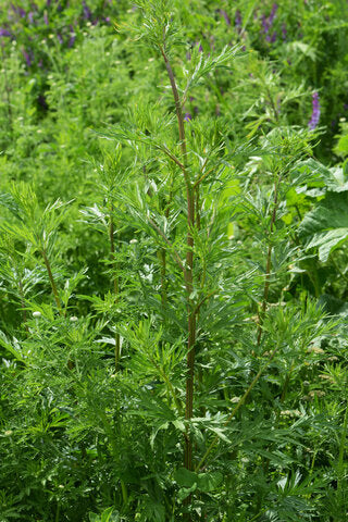 Artemisa/Mugwort