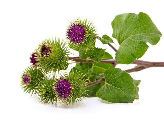 Burdock - Bardana