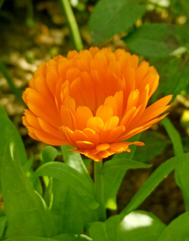 Calendula (Marigold)