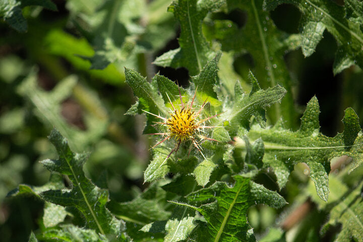 Cardo Santo/ Blessed thistle