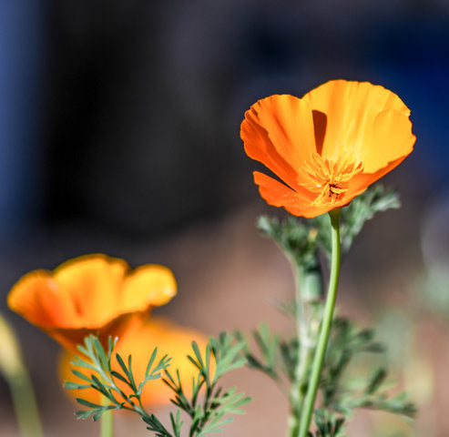 Amapola de California (California Poppy)