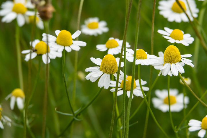 Camomila (German Chamomile)