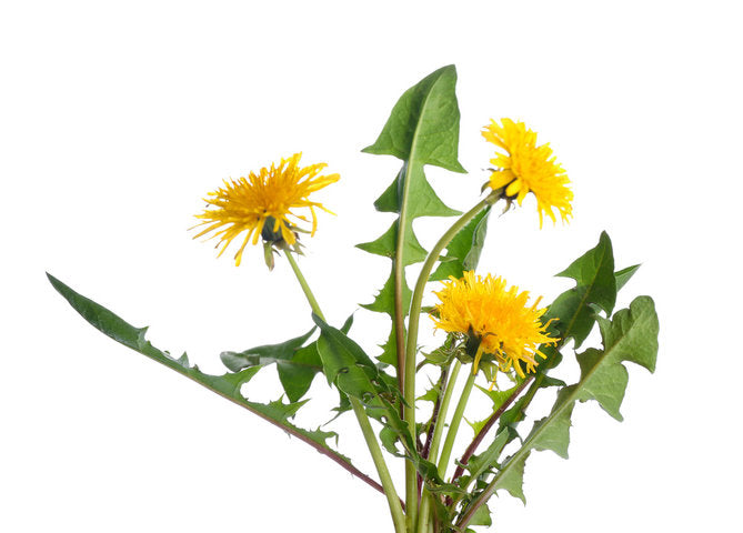 Diente de León (Dandelion) - Hoja (Leaf)