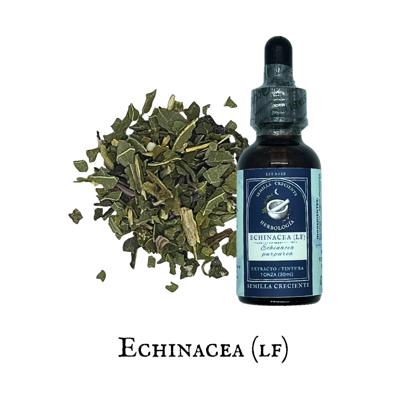 Echinacea (Equinácea) – Leaf – Tincture