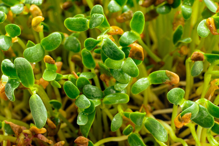Fenogreco (Fenugreek)