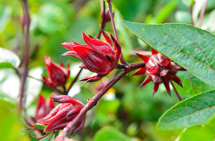 Flor de Jamaica (Hibiscus Flower)