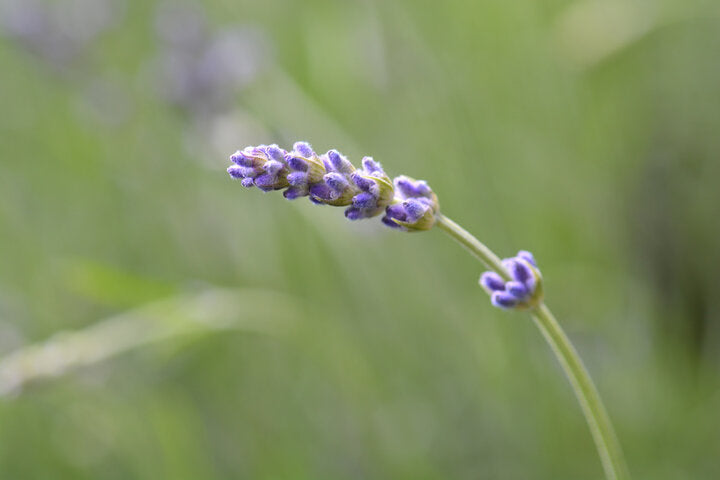 Lavanda (Lavender)