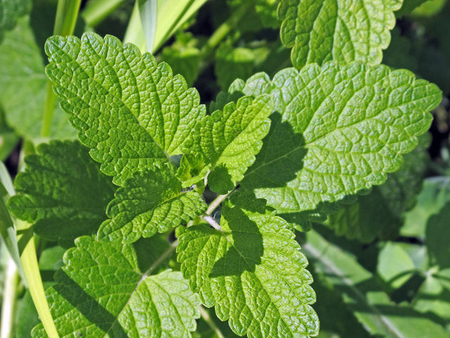 Melissa- Toronjil (Lemon Balm)
