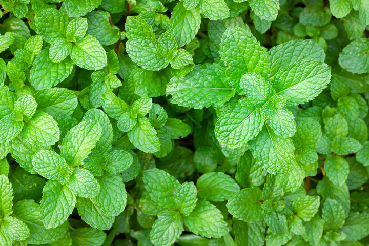 Menta - Peppermint