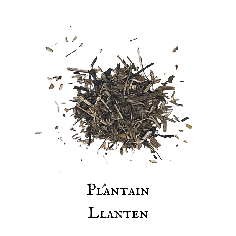 Plantain / Llantén – Plantago lanceolata