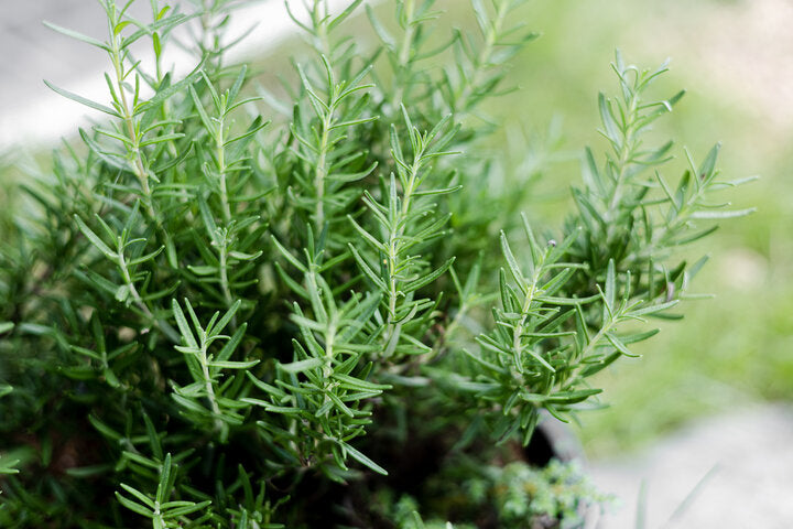Romero - Rosemary Rosemarinus officinalils