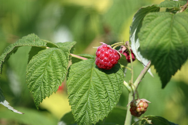 Red Raspberry leaf - Hoja de Frambuesa
