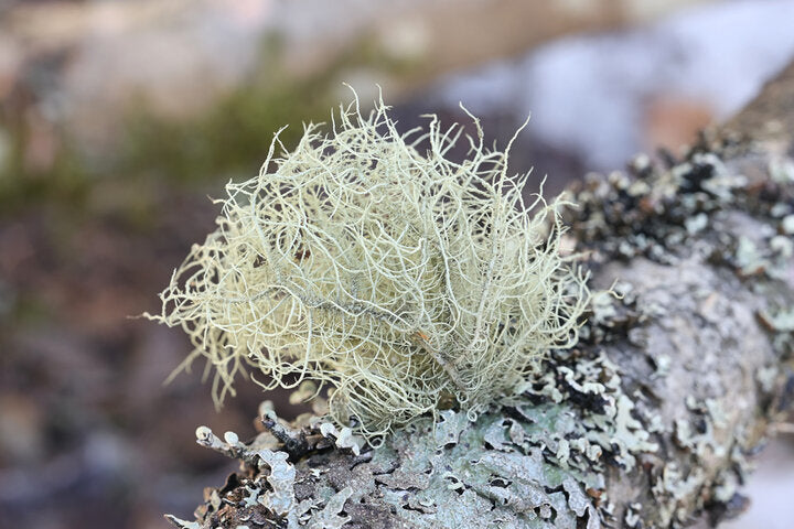 Usnea - Líquenes de barba