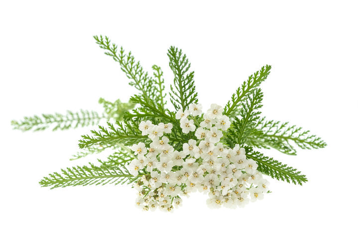 Milenrama / Yarrow - Achillea millefolium