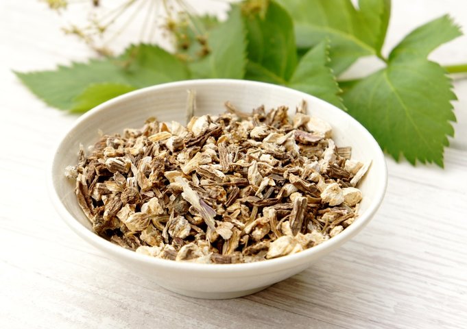 Angélica (Raíz) - Angelica archangelica