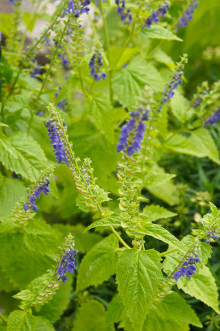 Escutelaria - Skullcap