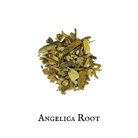 Angélica (Angelica) – Raíz