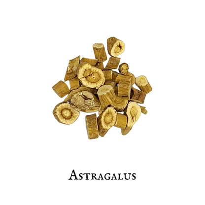 Astragalus (Astrágalo) – Root - Dried Herb
