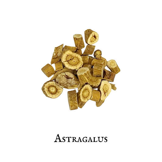 Astrágalo (Astragalus) – Raíz