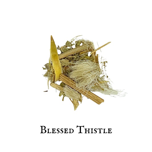 Cardo Santo (Blessed Thistle) – Hoja