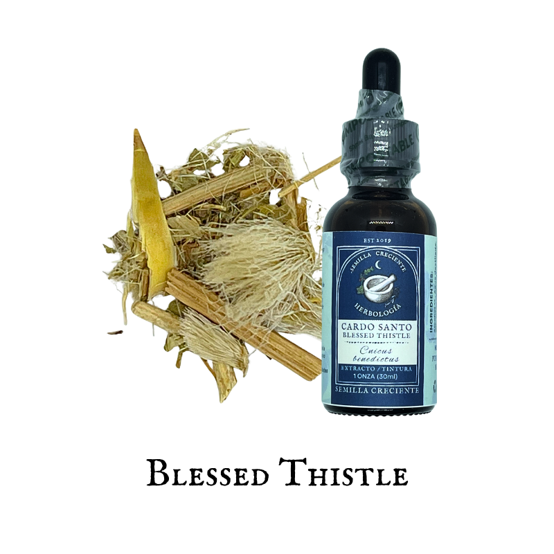 Blessed Thistle (Cardo Santo) – Tincture