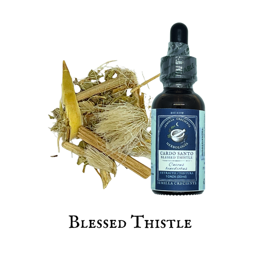 Blessed Thistle (Cardo Santo) – Tincture