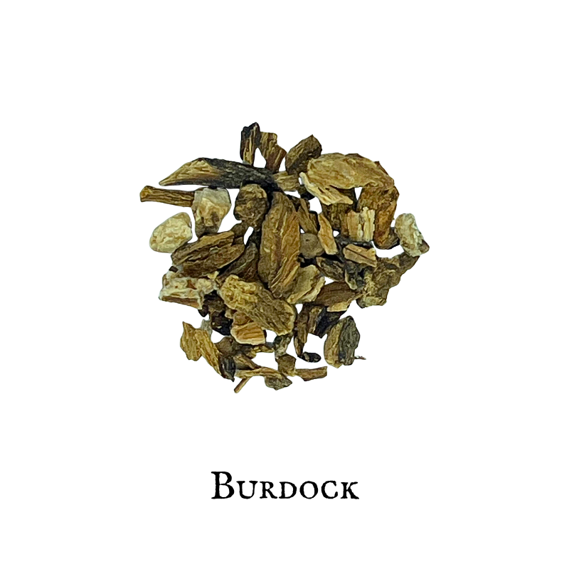 Burdock (Bardana) – Root – Dried Herb
