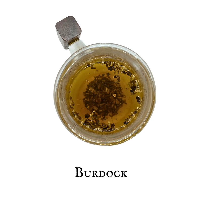 Burdock (Bardana) – Root – Dried Herb