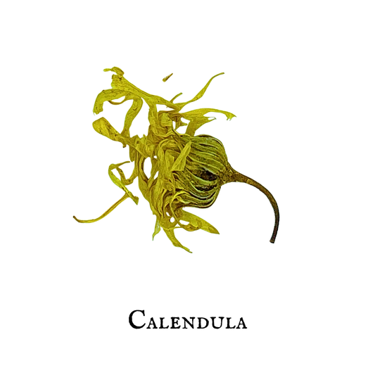 Caléndula (Calendula) – Flor