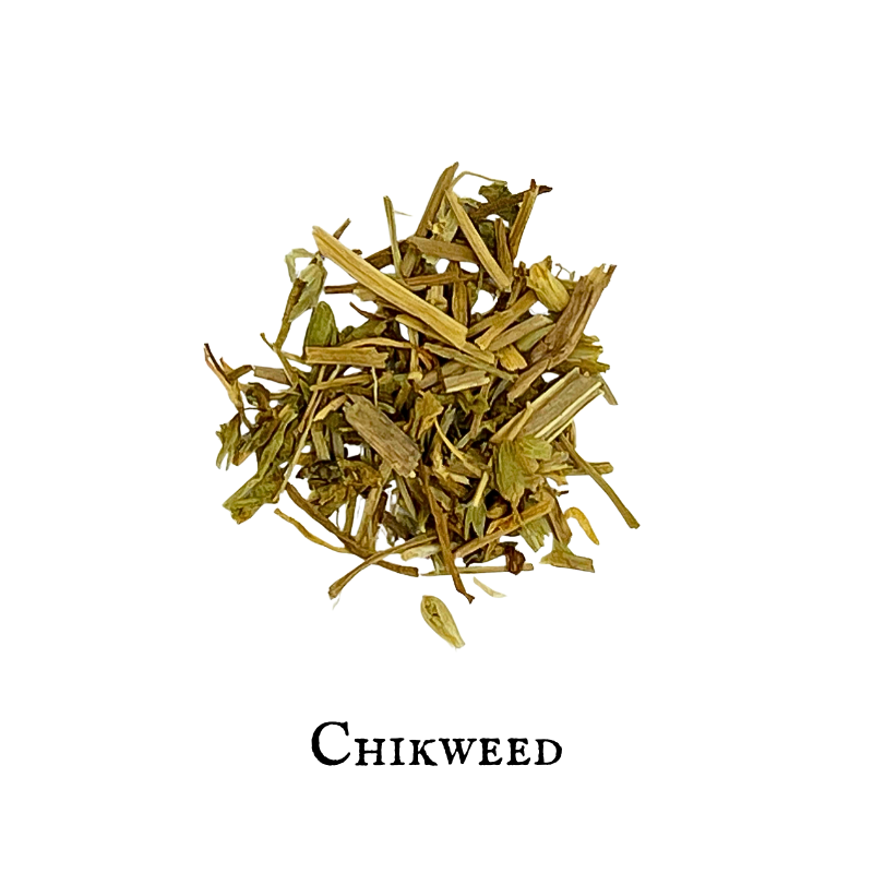 Chickweed (Stellaria media)