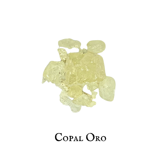 Copal Oro (Shorea javanica)