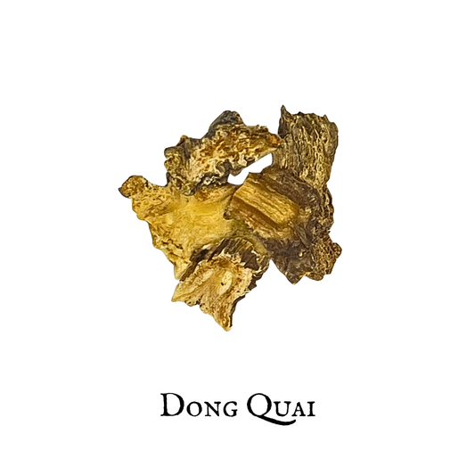 Dong Quai - Angelica