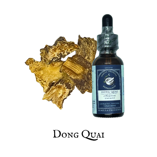 Dong Quai (Dong Quai) – Root – Tincture