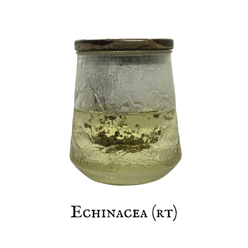 Echinacea (Equinácea) – Root – Dried Herb