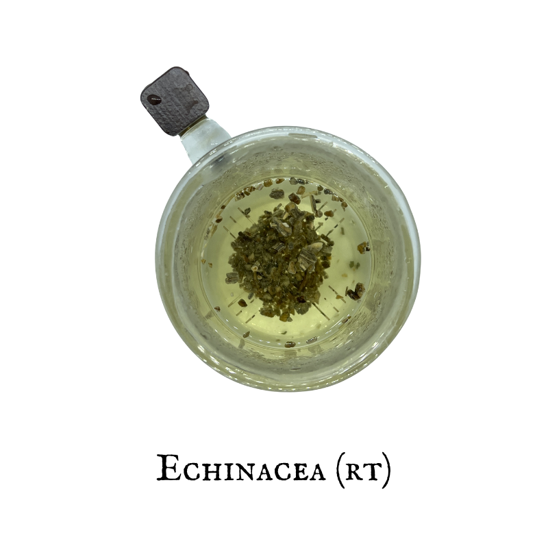 Echinacea (Equinácea) – Root – Dried Herb