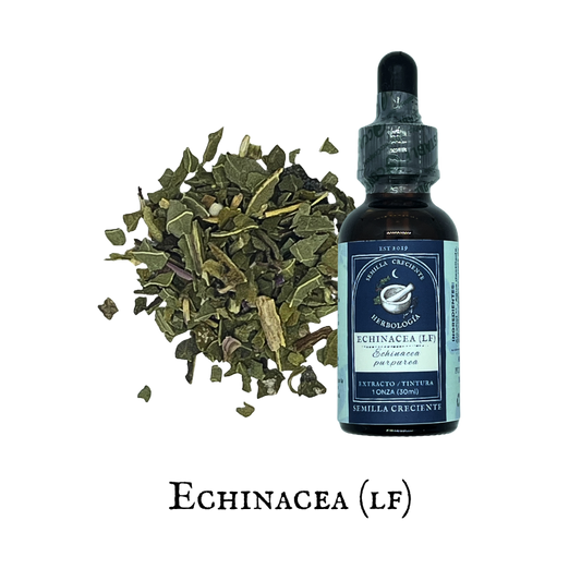 Echinacea (Equinácea) – Leaf – Tincture