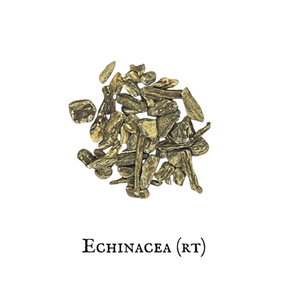 Echinacea (Equinácea) – Root – Dried Herb