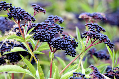 Elderberry  (Bayas de Saúco)