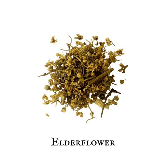 Elderflower (Sambucus nigra)