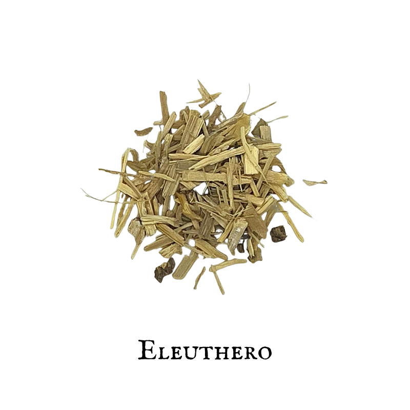 Eleutero - Eleuthero- Eleutherococcus senticosus