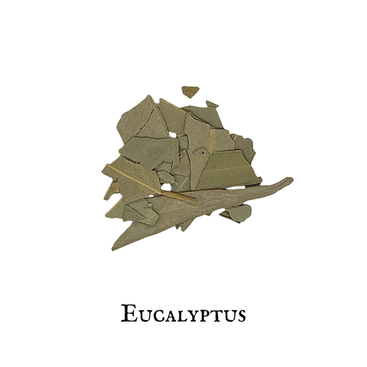 Eucalyptus (Eucalyptus globulus)