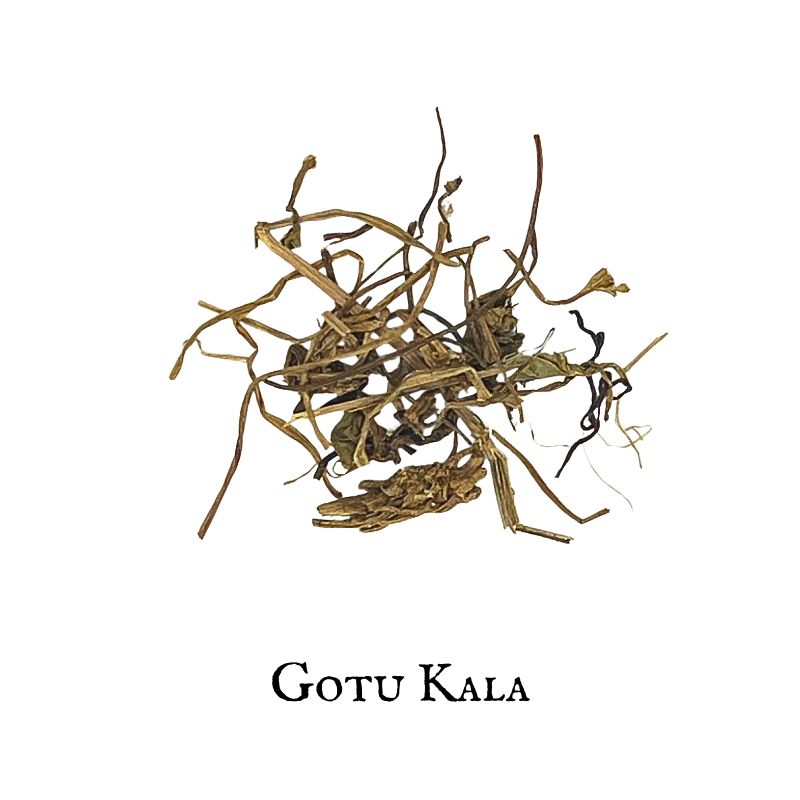 Gotu Kola (Gotu Kola) – Aerial Parts – Dried Herb