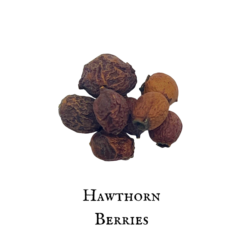 Hawthorn (Espino Blanco) – Berry – Dried Herb