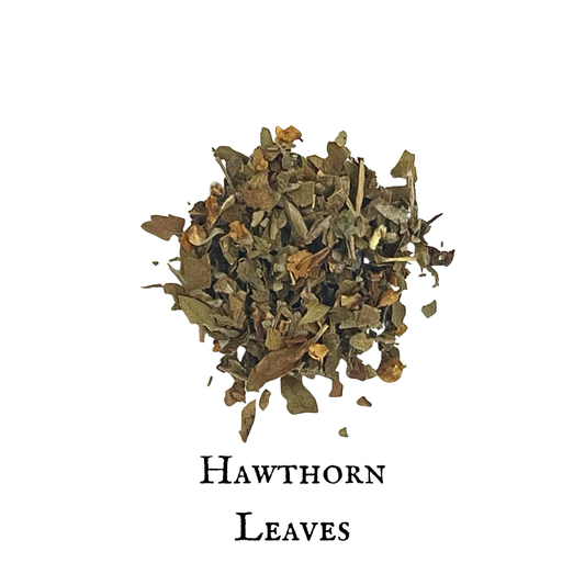 Hawthorn Leaves (Crataegus spp.)