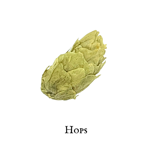 Hops (Humulus lupulus)