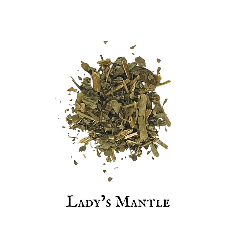 Lady’s Mantle – Alchemilla vulgaris