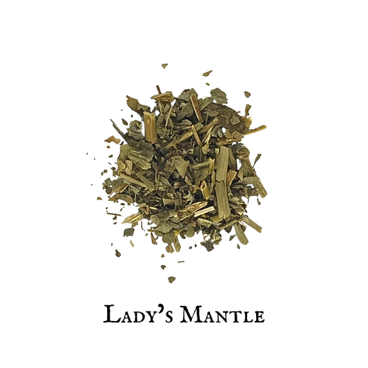 Lady’s Mantle – Alchemilla vulgaris