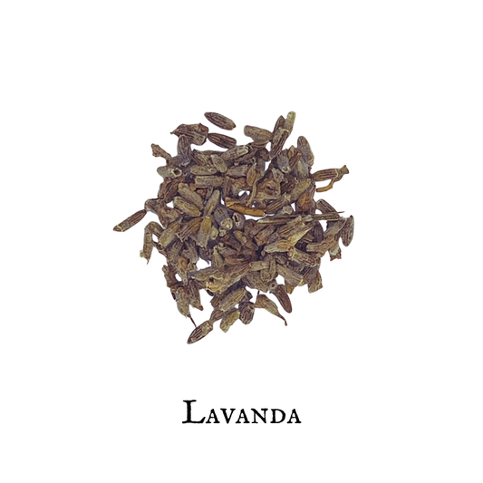 Lavanda (Lavender)